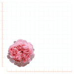 Abraham Darby Pink Rose Decal Bright Future Heirloom