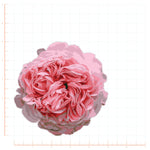 Abraham Darby Pink Rose Decal Bright Future Heirloom
