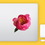 Pink Peony Flower Decal Bright Future Heirloom
