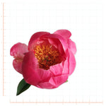 Pink Peony Flower Decal Bright Future Heirloom