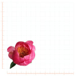 Pink Peony Flower Decal Bright Future Heirloom