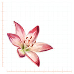 Watercolor Stargazer Lily Flower Decal Bright Future Heirloom