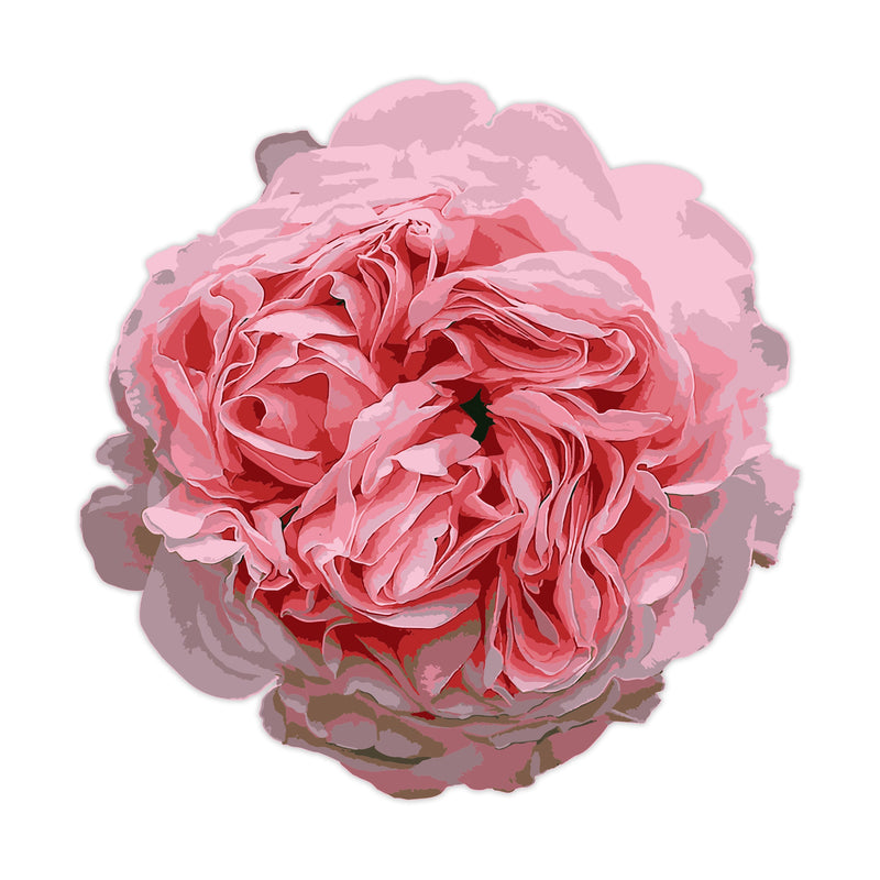 Abraham Darby Pink Rose Decal Bright Future Heirloom