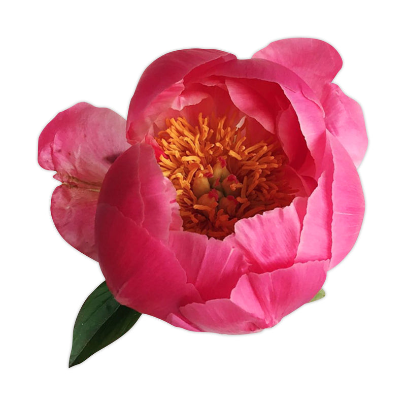 Pink Peony Flower Decal Bright Future Heirloom