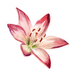 Watercolor Stargazer Lily Flower Decal Bright Future Heirloom
