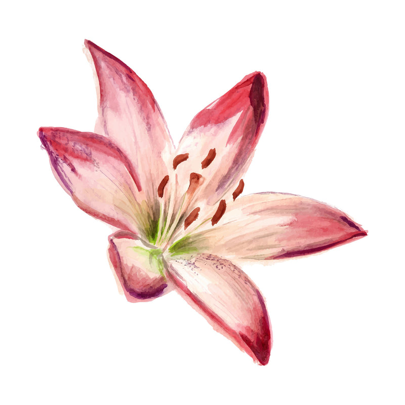 Watercolor Stargazer Lily Flower Decal Bright Future Heirloom