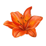 Watercolor Tiger Lily Flower Decal Bright Future Heirloom